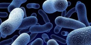 Fosseptikler için bakteriler