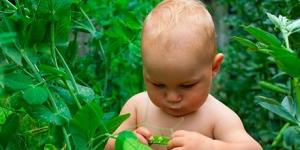 البازلاء الخضراء في النظام الغذائي للطفل: الفوائد والأضرار