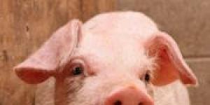 Zašto zaklati svinju u snu?
